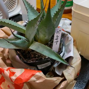 アガベ,アガベ パラサナ,子株,アガベ属,ハンズマンの画像