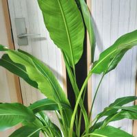 ストレリチア,タビビトノキ,ストレリチア オーガスタ,✨今日のお花✨,観葉植物の画像