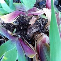 ジャーマンアイリス,花いっぱい運動の画像