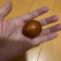 アボカド,家庭菜園の画像