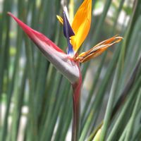 ストレリチア,ストレリチア・ニコライ,エバー・フレッシュ,今日のお花,佐野植物公園の画像