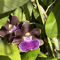 シンビジウム,ウスネオイデス,シンビジウム ワインシャワー,シンビジウム　サザナミ,ジゴペタラム プリティアンの画像