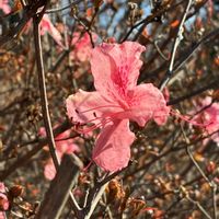 ツツジ,かわいい,きれい,花のある暮らし,秦野戸川公園の画像