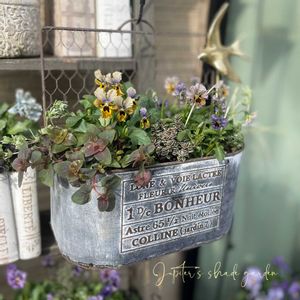 パンジー・ビオラ,マイガール,ビオラモンキージョージ,ビオラ　マイガール,寄せ植えの画像