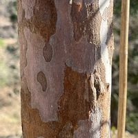 カリン,サルスベリ,ナツツバキ,リョウブ,ネジキの画像