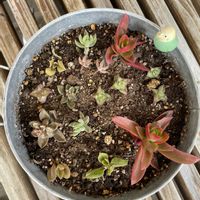 多肉植物,カット苗,優しい気持ちの画像