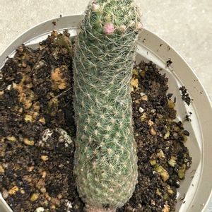 サボテン,マミラリア・曙,黄星丸,サボテンの花,マミラリア属の画像