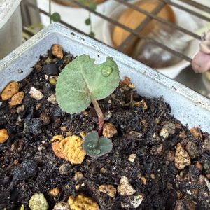 ガーデンシクラメン,軒下,狭い庭,玄関の画像