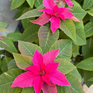 プリンセチア,軒下,狭い庭,小さな庭の画像