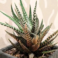 十二の巻,多肉植物,ハオルチア属の画像