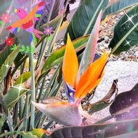 イチゴ,ストレリチア,ワイルドストロベリー,野いちご,ストレリチア・レギネの画像