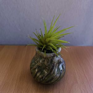 チランジア,エアプランツ,一輪挿し,iPhone撮影,asingleflowervaseの画像