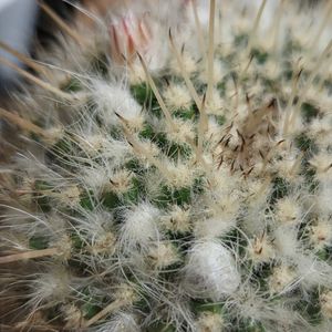 サボテンの花の画像