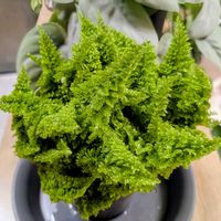 ネフロレピス,ネフロレピス・スコッチモス,ネフロレピス・スコッチ,ネフロレピス　スコッチの画像