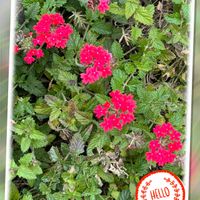 バーベナ,可愛らしい,ウォーキングの楽しみの画像