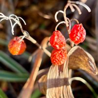 スズラン,スズランの実,スズランの果実,お出かけ先の画像