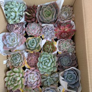 アイスラブリーローズ錦,多肉植物,葉挿し,リメ缶,多肉寄せ植えの画像