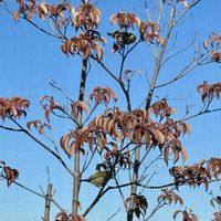 ミカン,常緑ヤマボウシ,メジロちゃん♡,野鳥,平和を願う☆の画像