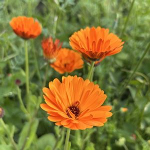 キンセンカ,カレンデュラ,金盞花,マイガーデン,手作りの庭の画像