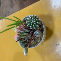 十二の巻の画像