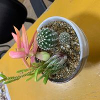 ハムシーの画像