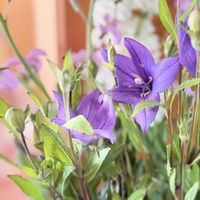 キキョウ,ストック,朝焼け富士山,富士山,花のある暮らしの画像