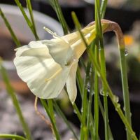 キンセンカ,キンセンカ,スイセン,スイセン,スイセンの画像