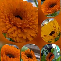 キンセンカ,キンセンカ,キンセンカ,アベリア,夜の✨の画像