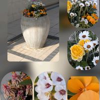 アザレア,アリッサム,カーネーション,キク,サザンカの画像