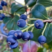 シャリンバイ,シャリンバイの実,草木染め(シャリンバイ),媒染液,石灰の画像