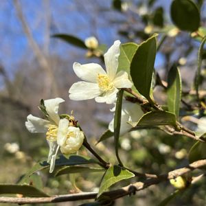 ヒメサザンカ,花と風の画像
