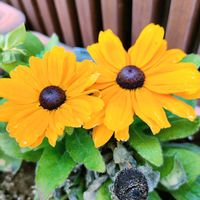 ルドベキア,ルドベキア,黄色い花,用事のついでに花散歩,真冬に夏の花の画像