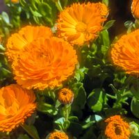 キンセンカ,キンセンカ（金盞花）,お花,今日の花,オレンジ色の画像