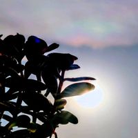 カランコエ,彩雲,多肉植物,半分そら,空の顔の画像