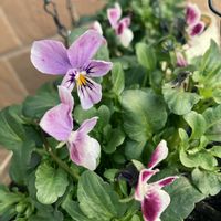 爪蓮華,今日の一枚の画像