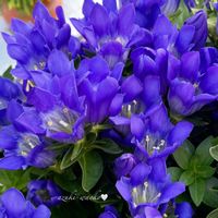 リンドウ,花のある暮らし,お散歩写真,お花が好き♡,綺麗なお花の画像