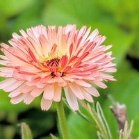 キンセンカ,キンセンカ（金盞花）,お花,今日の花,今日のお花の画像