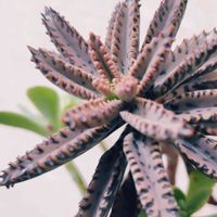 薄化粧,不死鳥の画像