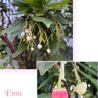 アオキ,アオキ,アセビ,イチゴノキ,イチゴノキの画像