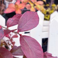 アジサイ,アジサイ,ブルーベリー,DIY,庭木の画像