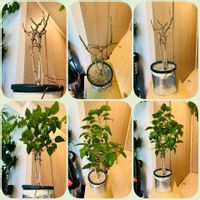 ハイビスカス,インドアハイビスカス サニーシティー,森林浴,熱帯植物,南国植物の画像