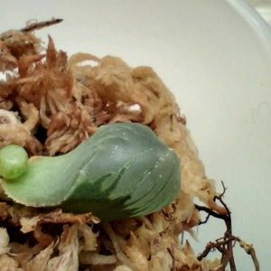 オブツーサ,多肉植物,葉挿し,ハオルチア属,植物観察の画像