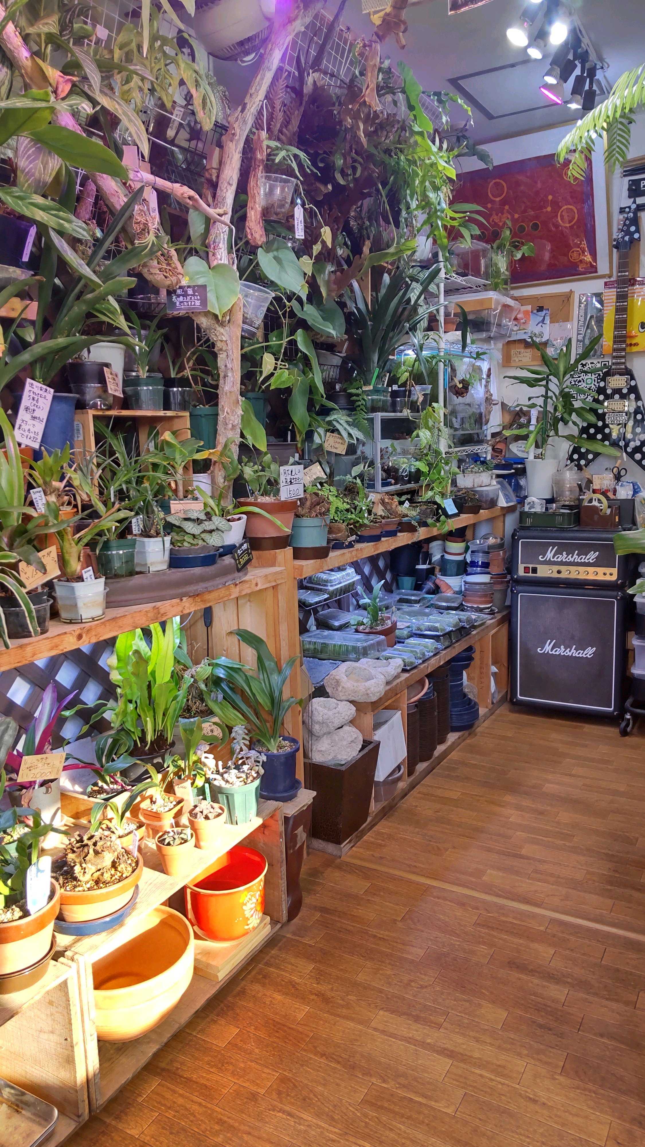 ビカクシダの森