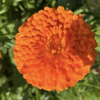 ウインターコスモス,キンセンカ,フユシラズ,カレンジュラ,カイガラソウの画像