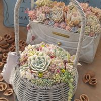 オーロラ,トリカラー,リトルミッシー,斑入りタイトゴメ,エンジェルティアーズの画像