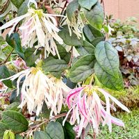 トキワマンサク,トキワマンサク,ガーデニング,山野草,花のある暮らしの画像