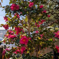 日本庭園,さざんかの花,一期一会,玄関アプローチ,庭の画像