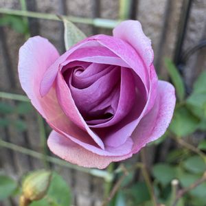 バラ レイニーブルー,バラ レイニーブルー,花のある暮らし,お楽しみ❀.(*´▽`*)❀.,薔薇レイニーブルーの画像