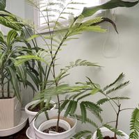 エバーフレッシュ,エバーフレッシュ,観葉植物,happy♡,平和を願う☆の画像