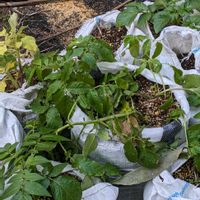 ジャガイモの画像